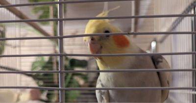 RSPCA appeal to reunite singing cockatiel with its owner after it was found on park bench - manchestereveningnews.co.uk