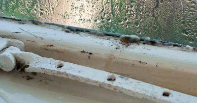 This 79p Home Bargains gadget has been a game changer for damp and mould in my home - manchestereveningnews.co.uk