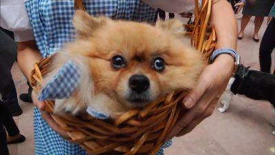 Pet Industry soars in growth - euronews.com - Belgium - Eu