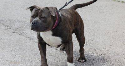 Scotland confirms it WILL ban XL Bully dogs after owners in England and Wales moved pets across border