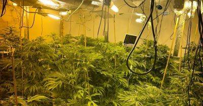 Huge cannabis farms uncovered after police raid houses in Bury