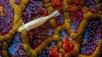 Close-up Photographer of the Year: Take a tiny peek at these breathtaking winning images