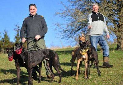 Brothers Chris and Phil Hamblin hoping for first Category One success since quitting shopfitting for greyhound racing with Ela Maestro in £12,500 Cesarewitch Grand Final at Central Park
