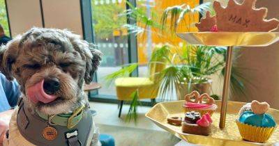 Bents garden centre launches afternoon tea for dogs - manchestereveningnews.co.uk