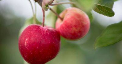 Groups in Manchester could get free apple trees to support creation of community orchards - manchestereveningnews.co.uk - Britain