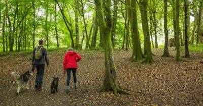 Dog owners warned to watch out for mushroom poisoning on autumn walks