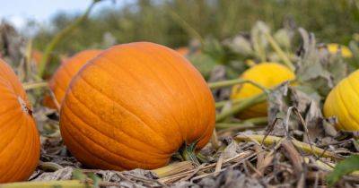 Warning issued to anyone buying pumpkins this Halloween