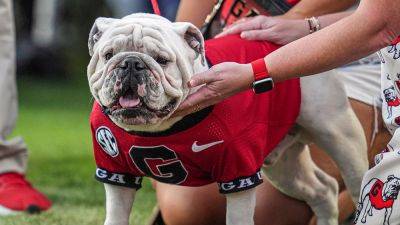 Darrell K.Royal - Georgia's famed mascot staying home for team's game vs Texas: 'Crazy as hell' - foxnews.com - Britain - Georgia - state Tennessee - state Texas - state Mississippi - state Alabama