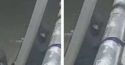 A car was torched in Bury and a man was seen running away - manchestereveningnews.co.uk