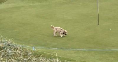 Gareth Bale sees DOG steal his ball at Alfred Dunhill Links Championship as pooch denies putting chance