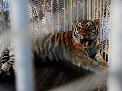 Tiger paraded before US football game sparks complaint