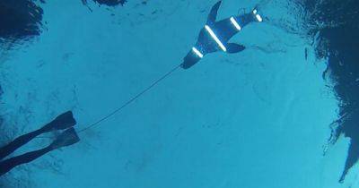 'Invisibility cloak' could save surfers from shark attacks - manchestereveningnews.co.uk - Australia - county Bay