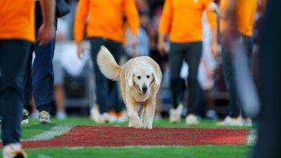 Kirk Herbstreit's dog, Ben, steals the show in college football - ESPN