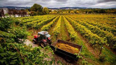 Family-run wineries and barrel-shaped suites: Swap overcrowded Lisbon for Portugal’s rolling valleys - euronews.com - Portugal