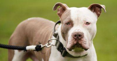 GMP top league for seized dogs after new XL bully laws - manchestereveningnews.co.uk - Britain - Usa