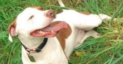 Man given animal ban over Staffie dog left in squalid flat with ear hanging off - manchestereveningnews.co.uk