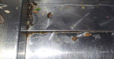 The filthy Manchester takeaway where a dead cockroach and mouse droppings were found