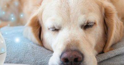 'My £18 Amazon wonder buy calms my dog down almost immediately in in fireworks season' - manchestereveningnews.co.uk