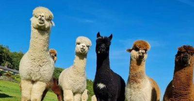Alpaca walking business CAN continue at farm - manchestereveningnews.co.uk