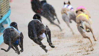 New Zealand plans to ban greyhound racing from 2026