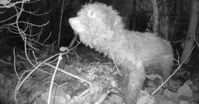 Salford family's pet poodle unrecognisable after vanishing for four months