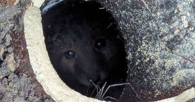 The dramatic operation to free fox cub trapped underground in pipe, as RSPCA reveals top rescues - manchestereveningnews.co.uk