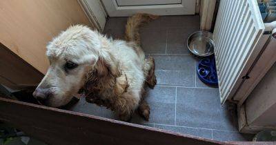 'The worst smell I've ever experienced on a live animal': Couple left 'sweet' dog with tumour for a year - manchestereveningnews.co.uk - county Oldham