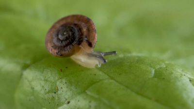 UK zoo breeds and releases endangered snail onto Atlantic island - euronews.com - Britain - France