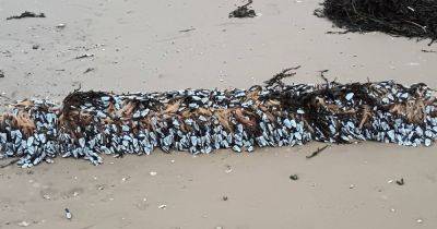 Walker makes unexpected discovery as haul 'worth £4,000' washes up on north west beach - manchestereveningnews.co.uk - Britain - Spain - Portugal - Scotland