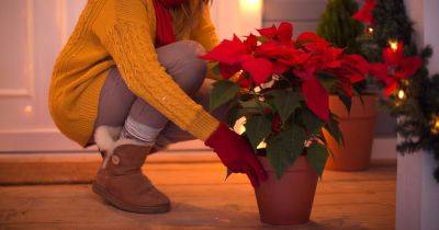 Gardener gives advice for healthy poinsettias this Christmas - and one thing you shouldn't do