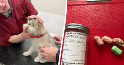 Couple's puppy dies after swallowing teething toy bought on Amazon - manchestereveningnews.co.uk