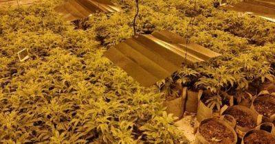 Police issue cheeky message to criminals after discovering huge cannabis farm