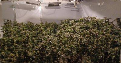 Cannabis farm with more than 100 plants uncovered in Alderley Edge