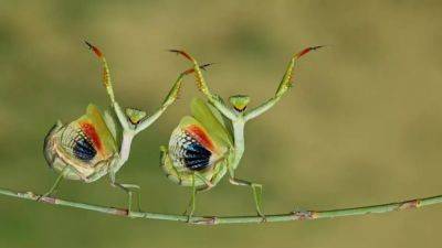 International - Check out the cute and funny winners of The Nature Photography Contest - euronews.com