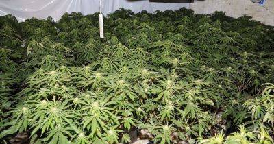 More than 50 arrested and huge cannabis farm found after police raids across Greater Manchester borough