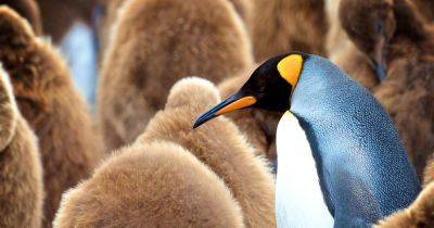 UK scientists find bird flu in penguin populations near Antarctica