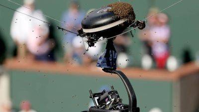 Bees swarm court at Indian Wells, suspending Carlos Alcaraz-Alexander Zverev match