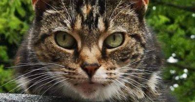 Horror as rescue cat found 'decapitated' just yards from rehoming shelter