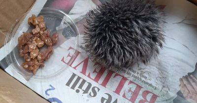 Woman rushes bobble to animal hospital after mistaking it for baby hedgehog