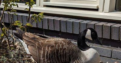 Toby Carvery diners left appalled after seeing nesting goose being kicked in the head