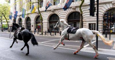 Sky News - Two runaway horses in 'serious condition' after bolting through London - manchestereveningnews.co.uk