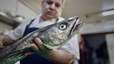 Is hake's remarkable recovery in the Atlantic a sign of hope for our oceans? - euronews.com - Spain - county Atlantic