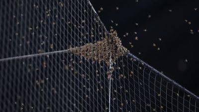 Dodgers, Diamondbacks stuck in a bee delay at Chase Field - ESPN