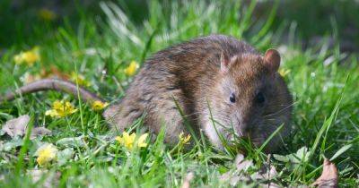 Gardening expert says these four plants will keep rats away from your garden - manchestereveningnews.co.uk