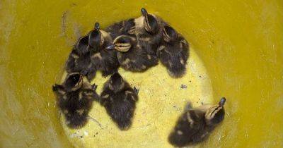 Mother duck reunited with her lost ducklings after they fell 30ft off school roof - manchestereveningnews.co.uk