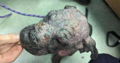 'Sweet-natured' puppy found tied up in alleyway in 'shocking state' - manchestereveningnews.co.uk