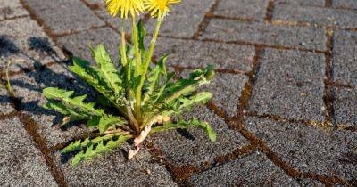 Mrs Hinch fans share simple method that kills weeds 'straight away' - manchestereveningnews.co.uk - Instagram