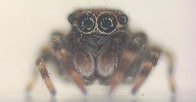 New species of spider discovered in UK confirmed by Manchester expert - manchestereveningnews.co.uk - Britain