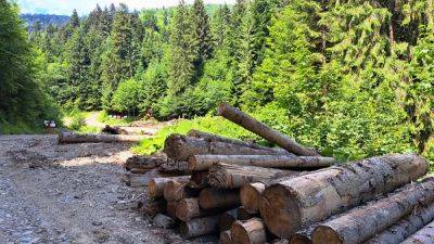 IKEA in the spotlight: Flatpack furniture linked to ‘systematic destruction’ of Romanian forests