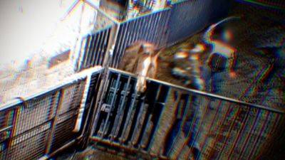 HRI 'shocked' at RTÉ revelations on equine industry - rte.ie - Eu - Ireland